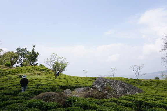 Jun Chiyabari Estate tea collection