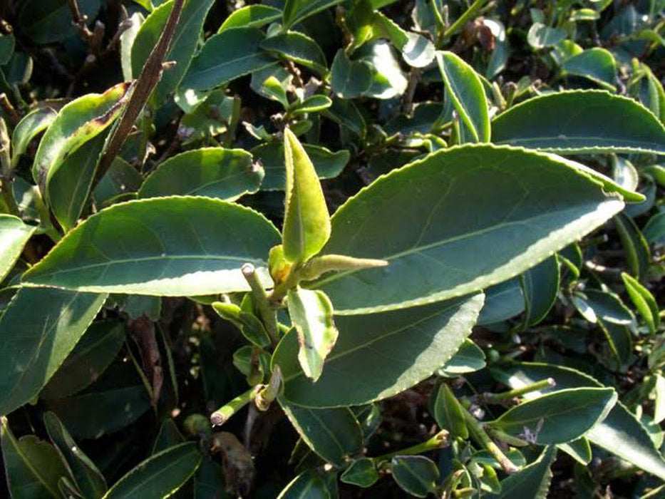 Oriental Beauty Oolong Tea plant