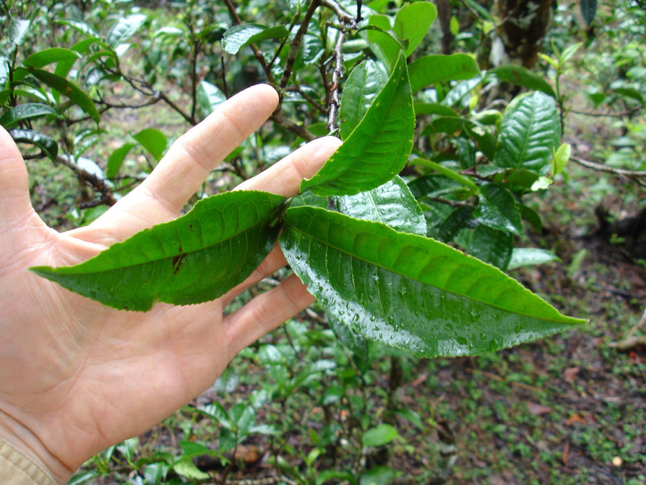 Menghai Brown Bingcha Pu-erh Tea tea leaves