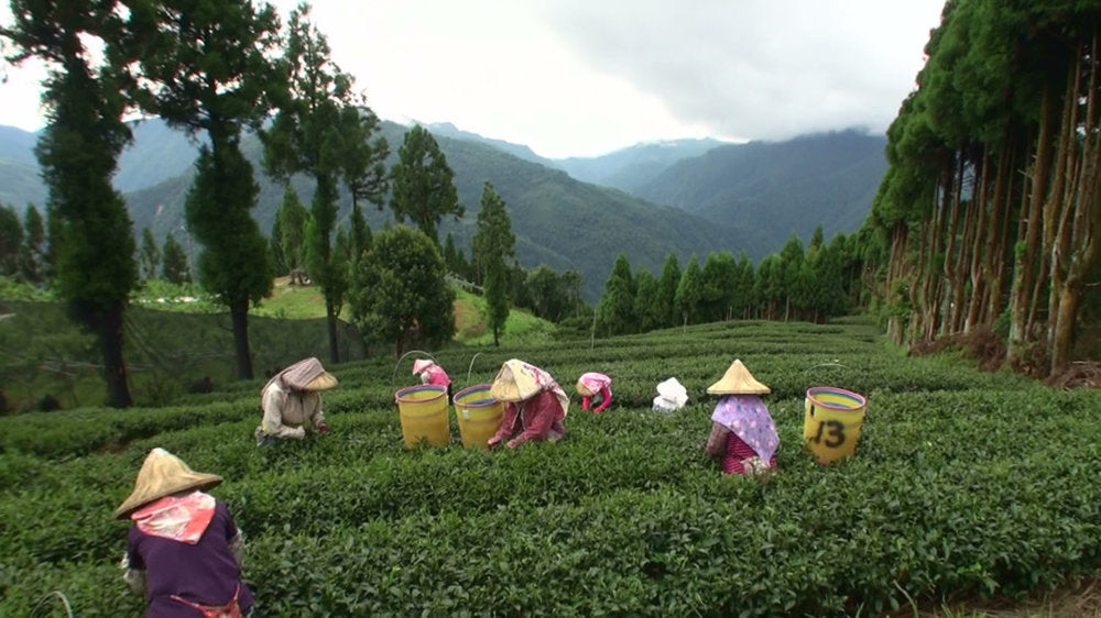 Spring Fortune Oolong Tea tea picking
