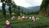 Spring Fortune Oolong Tea tea picking