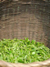 Jade Spring Green Tea fresh leaves
